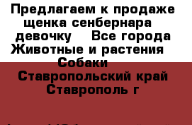 Предлагаем к продаже щенка сенбернара - девочку. - Все города Животные и растения » Собаки   . Ставропольский край,Ставрополь г.
